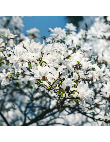 Magnolia Albă "Royal Star" - Ghiveci P9