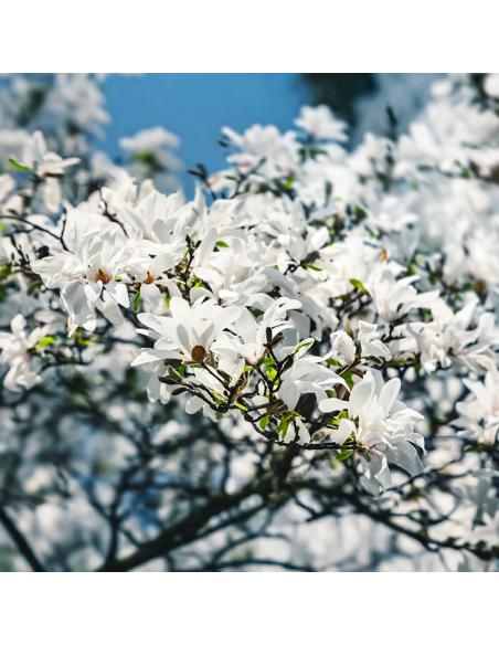 Magnolia Albă "Royal Star" - Ghiveci P9