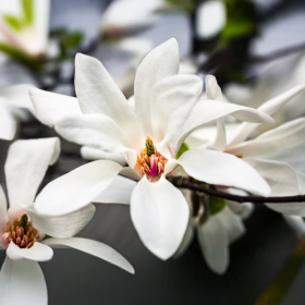 Magnolia Albă "Royal Star" - Ghiveci P9