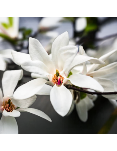 Magnolia Albă "Royal Star" - Ghiveci P9