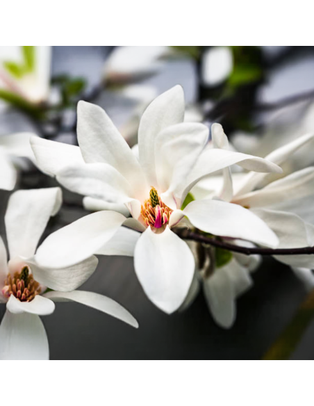 Magnolia Albă "Royal Star" - Ghiveci P9
