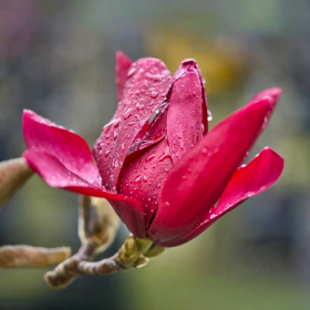 Magnolia Roșie "Pure Red" - Ghiveci P9 2