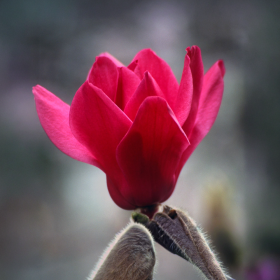 Magnolia Roșie "Pure Red" - Ghiveci P9