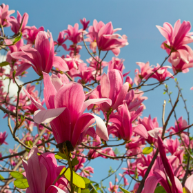 Magnolia Roz "Susan" - Ghiveci P9 2