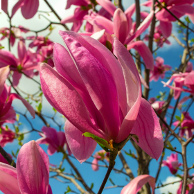 Magnolia Roz "Susan" - Ghiveci P9