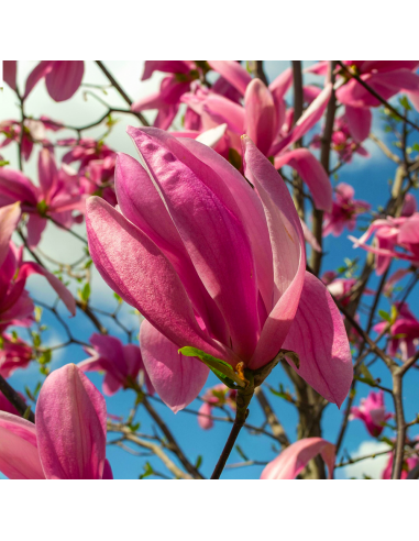 Magnolia Roz "Susan" - Ghiveci P9