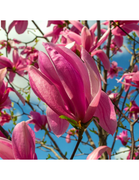 Magnolia Roz "Susan" - Ghiveci P9