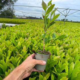 Magnolia Mov "Nigra" - Ghiveci P9 2