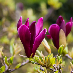Magnolia Mov "Nigra" - Ghiveci P9