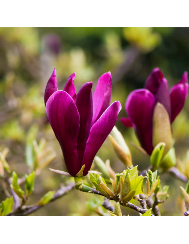 Magnolia Mov "Nigra" - Ghiveci P9