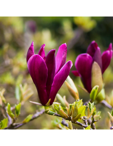 Magnolia Mov "Nigra" - Ghiveci P9