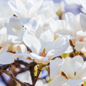 Magnolia Albă "Merril" - Ghiveci P9