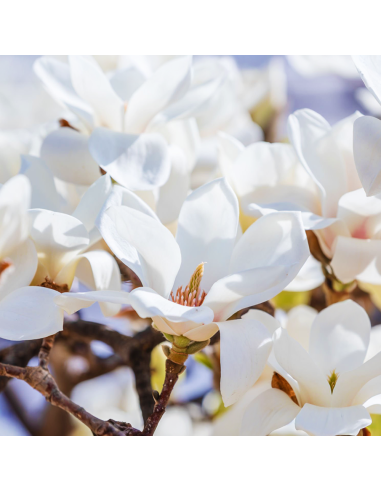 Magnolia Albă "Merril" - Ghiveci P9