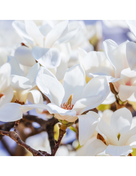 Magnolia Albă "Merril" - Ghiveci P9