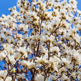 Magnolia Albă "Merril" - Ghiveci P9 2