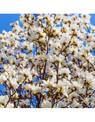 Magnolia Albă "Merril" - Ghiveci P9