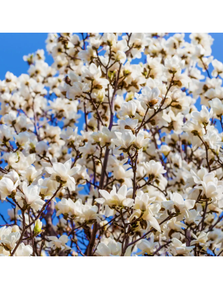Magnolia Albă "Merril" - Ghiveci P9