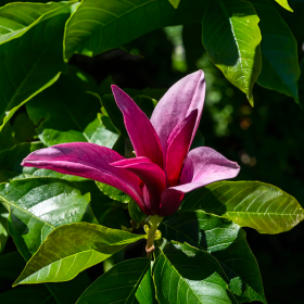 Magnolia Mov "Jane" - Ghiveci P9