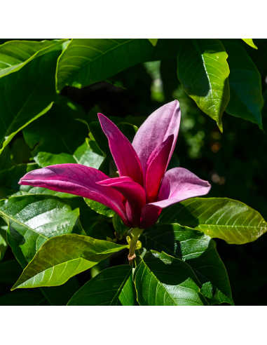 Magnolia Mov "Jane" - Ghiveci P9