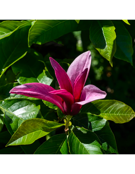 Magnolia Mov "Jane" - Ghiveci P9