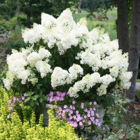 Hortensia Paniculata „Bobo Alba” 2L (40-50 cm)