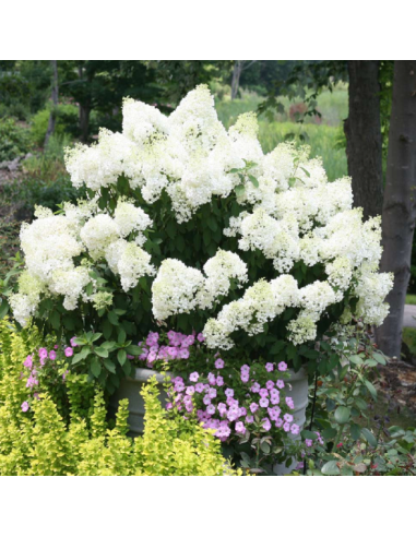 Hortensia Paniculata „Bobo Alba” 2L (40-50 cm)