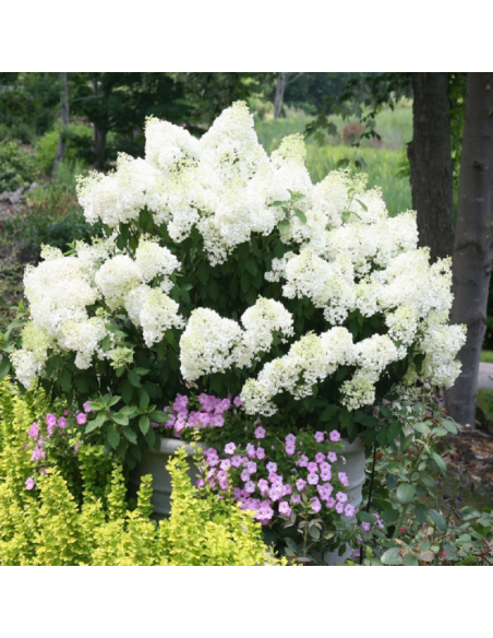 Hortensia Paniculata „Bobo Alba” 2L (40-50 cm)
