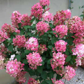 Hortensia Paniculata „Fire Light” 2L (40-50 cm)