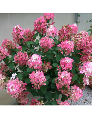 Hortensia Paniculata „Fire Light” 2L (40-50 cm)