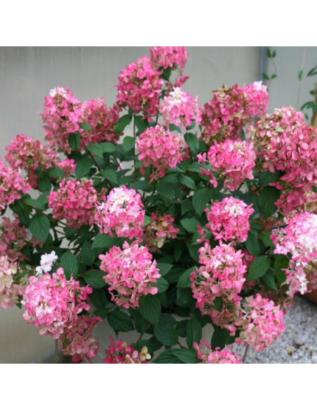 Hortensia Paniculata „Fire Light” 2L (40-50 cm)