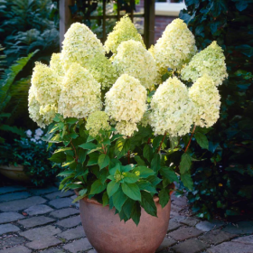 Hortensia Paniculata „Limelight” 2L (40-50 cm)