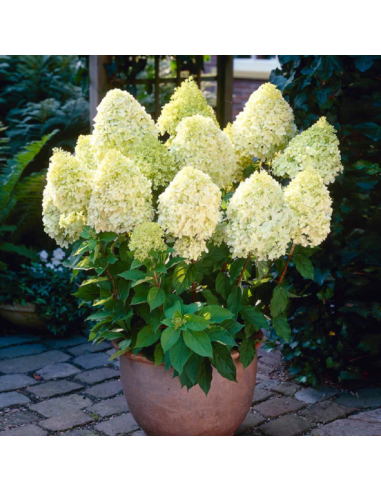 Hortensia Paniculata „Limelight” 2L (40-50 cm)