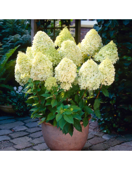Hortensia Paniculata „Limelight” 2L (40-50 cm)