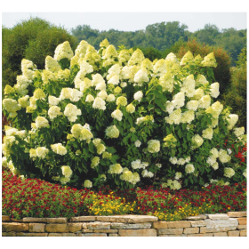 Hortensia Paniculata „Limelight” 2L (40-50 cm) 2