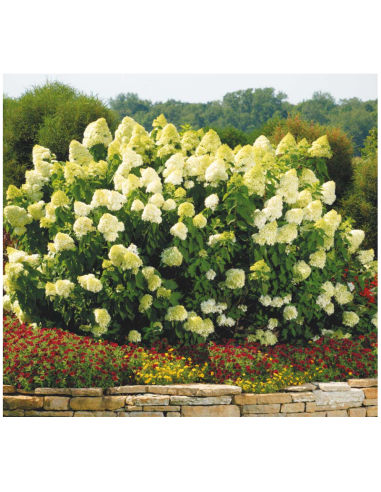 Hortensia Paniculata „Limelight” 2L (40-50 cm)