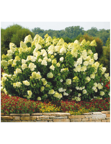 Hortensia Paniculata „Limelight” 2L (40-50 cm)