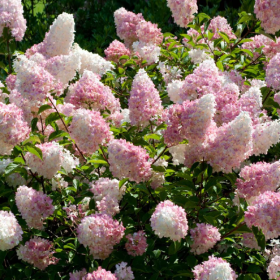 Hortensia Paniculata „Vanilla Strawberry” 2L (40-50 cm)