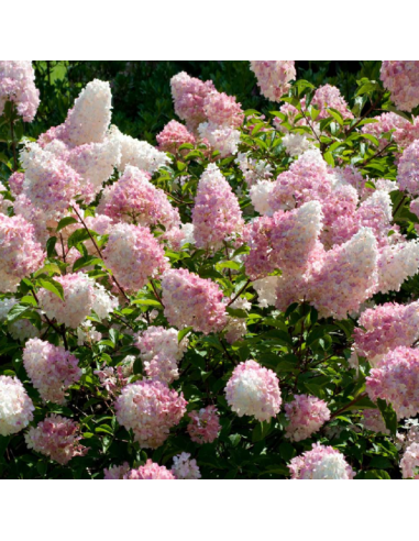 Hortensia Paniculata „Vanilla Strawberry” 2L (40-50 cm)
