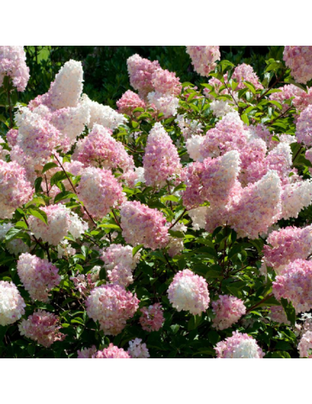 Hortensia Paniculata „Vanilla Strawberry” 2L (40-50 cm)