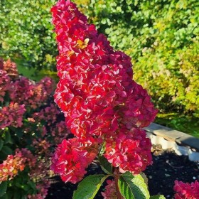 Hortensia Paniculata „Fraise Melba” 2L (40-50 cm)