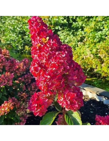 Hortensia Paniculata „Fraise Melba” 2L (40-50 cm)