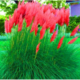 Iarba de Pampas "Full Sun Easy" - Ghiveci P9 - H 30-40 cm