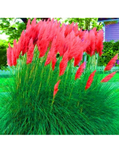 Iarba de Pampas "Full Sun Easy" - Ghiveci P9 - H 30-40 cm