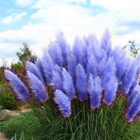 Iarba de Pampas "Full Sun Blue" P9 (30-40 cm)