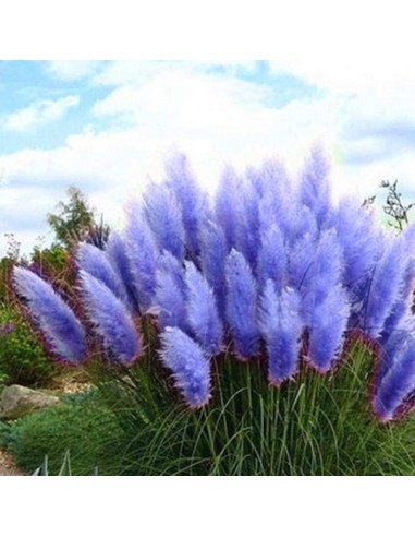 Iarba de Pampas "Full Sun Blue" P9 (30-40 cm)