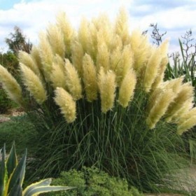 Iarba de Pampas "Green Sun" P9 (30-40 cm)