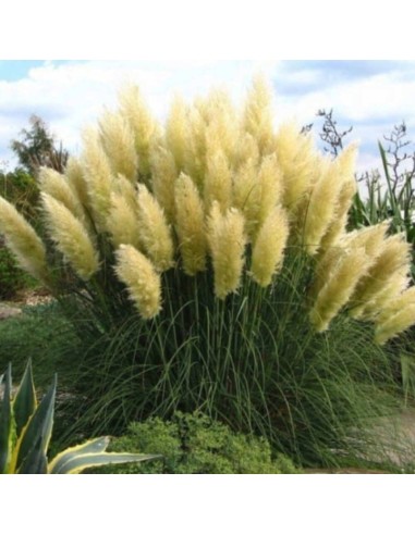 Iarba de Pampas "Green Sun" P9 (30-40 cm)