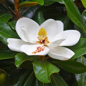 Magnolia Grandiflora 'Little Gem' (Veșnic Verde) 2L...