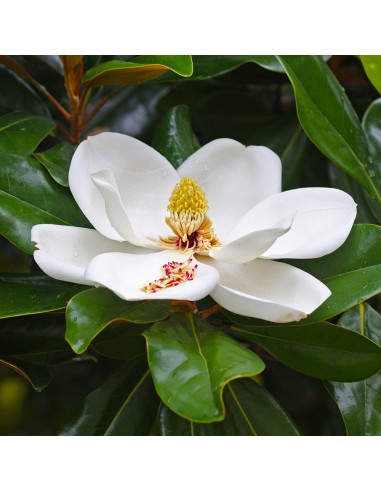 Magnolia Grandiflora 'Little Gem' (Veșnic Verde) 2L (40-50 cm)