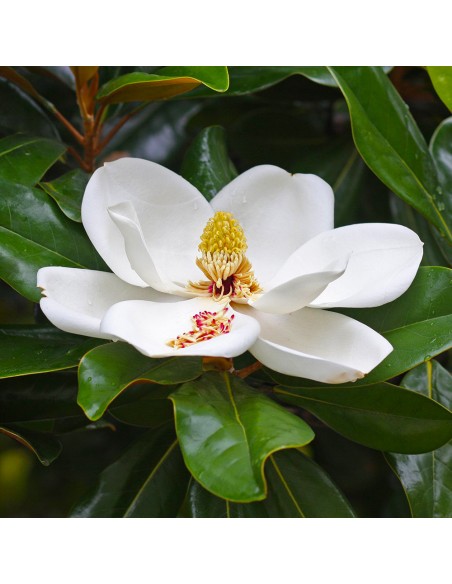 Magnolia Grandiflora 'Little Gem' (Veșnic Verde) 2L (40-50 cm)